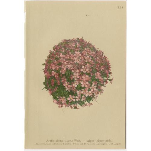 Alpine Botanical Plates of Aretia & Douglasia, 1897, Set of 5 For Sale - Image 6 of 9