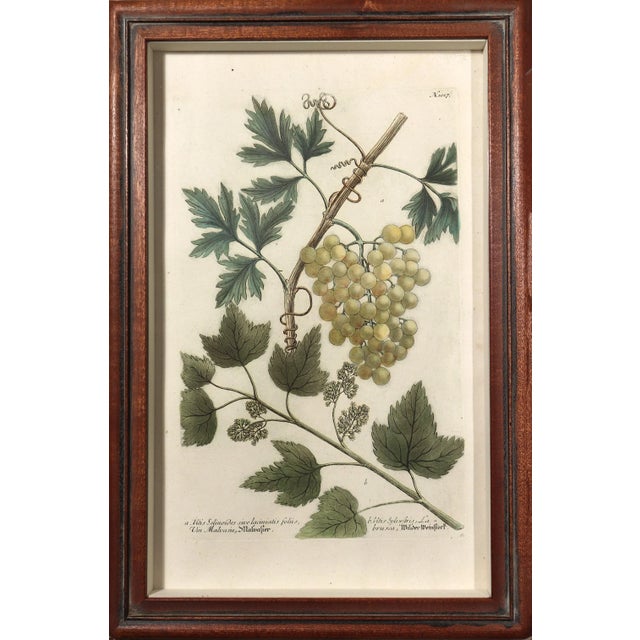 Weinmann Johann Wilhelm Weinmann Engravings of Grapes- Set of Four For Sale - Image 4 of 8