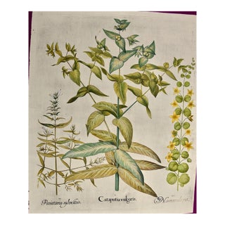 Flowering Lily Plants: A 17th C. Besler Hand-Colored Botanical Engraving, 1640 For Sale