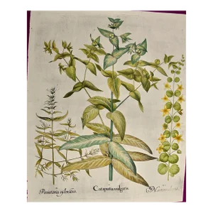 Flowering Lily Plants: A 17th C. Besler Hand-Colored Botanical Engraving, 1640