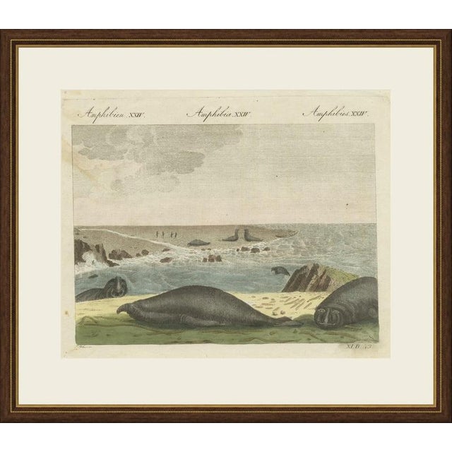This antique elephant seal print shows elephant seals resting on a rocky shore, with more seals in the surf and on the...