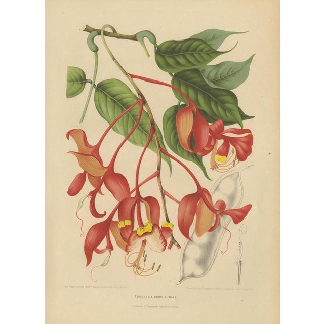 Berthe Hoola van Nooten, Pride of Burma, 1880, Chromolithograph For Sale - Image 3 of 9
