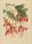 Berthe Hoola van Nooten, Pride of Burma, 1880, Chromolithograph For Sale - Image 3 of 9