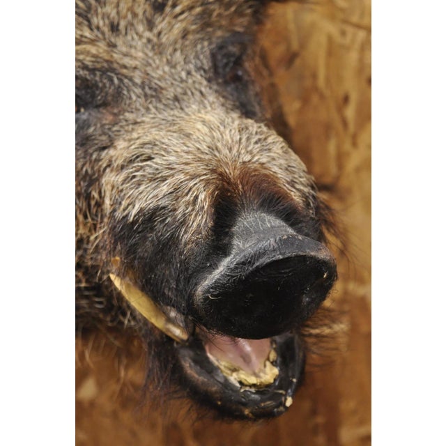 Vintage Wild Boar Head Taxidermy Hog Pig Head Wall Mount Log Cabin Decor For Sale - Image 10 of 18