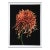 Mocha Chrysanthemum, Jonathan Singer For Sale