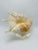 Gorgeous large shell, this beauty is mounted on a lucite stand. Perfect for a bookshelf!!