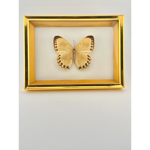Add a touch of natural beauty to your walls with this gorgeous, professionally framed taxidermy butterfly specimen. This...