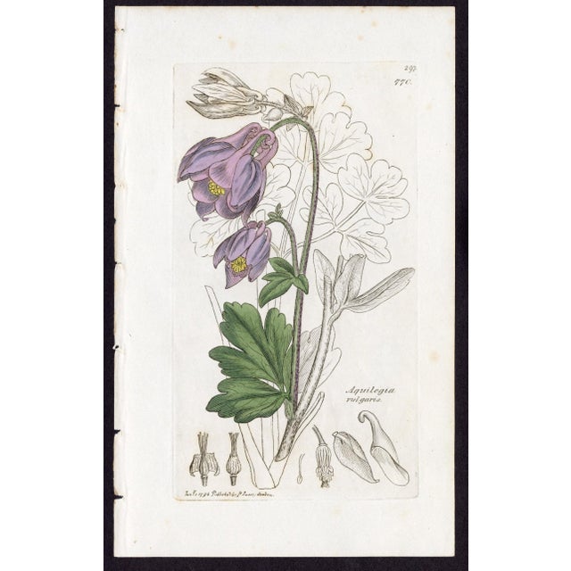 Offered here is an original antique botanical print from the celebrated English Botany series, featuring the distinctive...