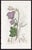 Offered here is an original antique botanical print from the celebrated English Botany series, featuring the distinctive...