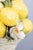 Mid 20th Century Vintage Italian Majolica Lemons & Flowers Topiary Centerpiece For Sale - Image 5 of 10