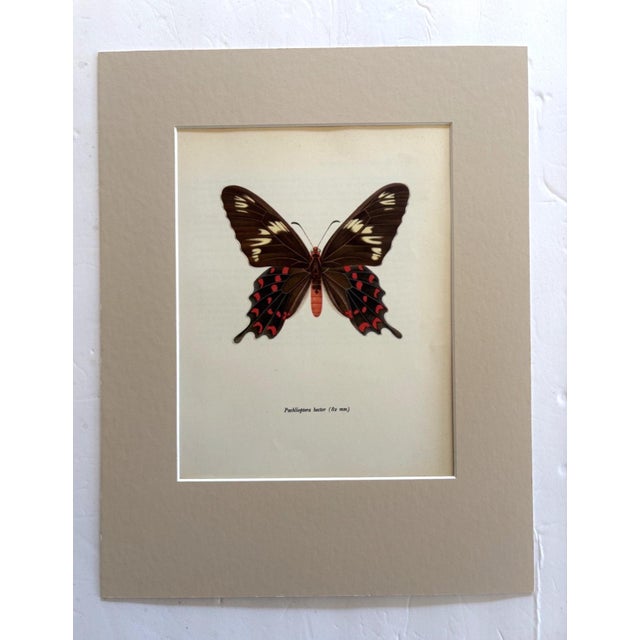 Realism Vintage 1965 Butterfly Print in 11x14 Mat: Pachlioptera Hector/Crimson Rose, EUC For Sale - Image 3 of 3