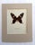 Realism Vintage 1965 Butterfly Print in 11x14 Mat: Pachlioptera Hector/Crimson Rose, EUC For Sale - Image 3 of 3