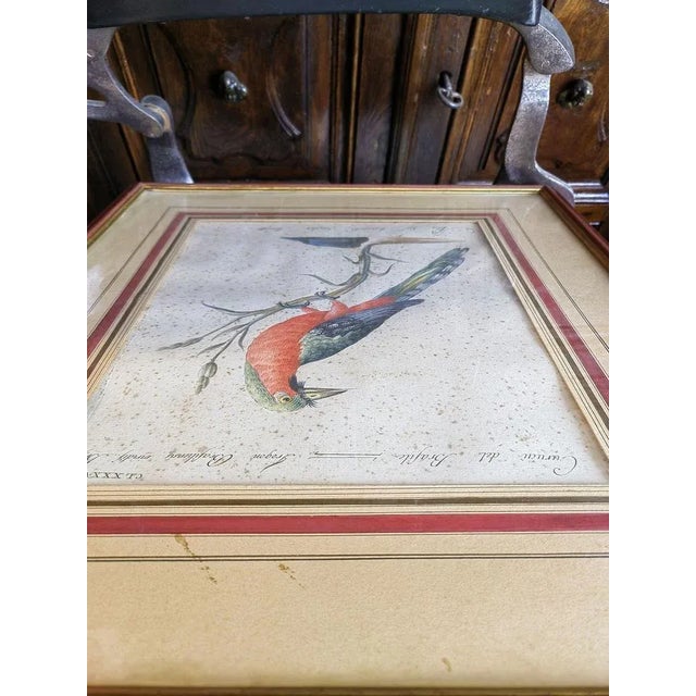 Paper Saverio Manetti, Curucu brasiliano dal ventre rosso, 20th Century, Print, Framed For Sale - Image 7 of 12