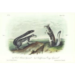 1854 Audubon Quadruped Octavo Lithograph "Plate 153 Col Abert’s Squirrel, California Gray Squirrel" For Sale