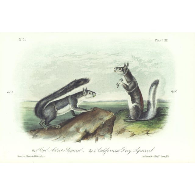 1854 Audubon Quadruped Octavo Lithograph "Plate 153 Col Abert’s Squirrel, California Gray Squirrel" For Sale