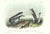 1854 Audubon Quadruped Octavo Lithograph "Plate 153 Col Abert’s Squirrel, California Gray Squirrel" For Sale