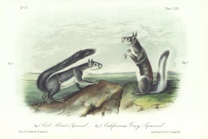 1854 Audubon Quadruped Octavo Lithograph "Plate 153 Col Abert’s Squirrel, California Gray Squirrel"