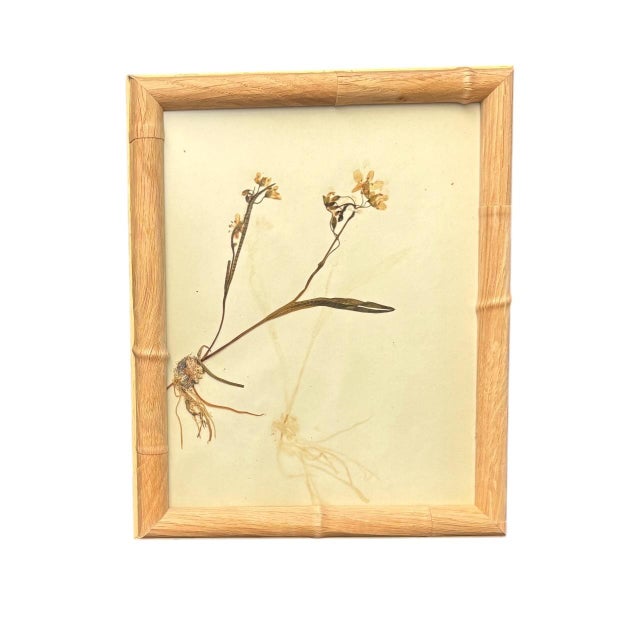 1893 Herbarium Botanical Specimens, Set of 12 For Sale - Image 17 of 17