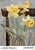 Lucian Freud Daffodils and Celery Official Exhibition Poster Dimensions: 16,5 x 23,3 in / 42 x 59,4 cm Sold unframed