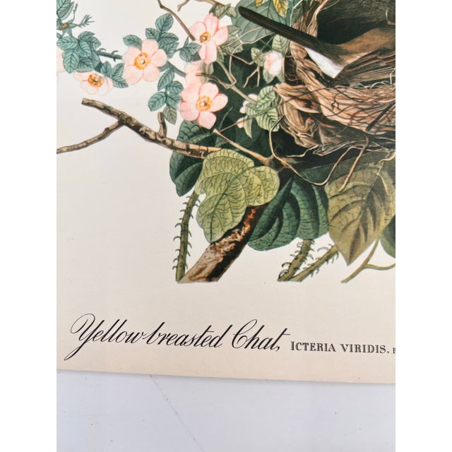American 1964 Audubon Folio Lithograph Great Bird Paintings - "Yellow Breasted Chat" 17x14 For Sale - Image 3 of 5