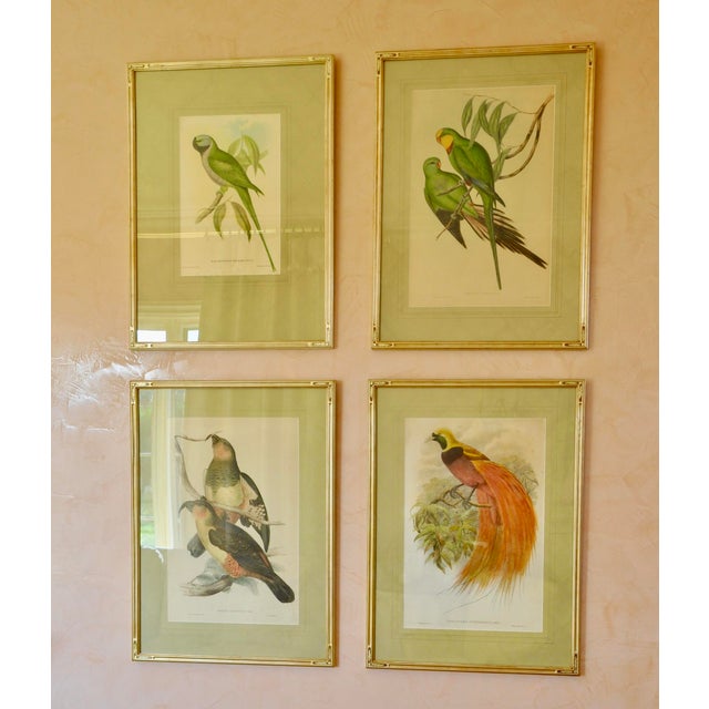 Bottle Green Original Circa 1848 John Gould “Polytelis Barrabandi” Hand-Colored Lithograph For Sale - Image 8 of 9