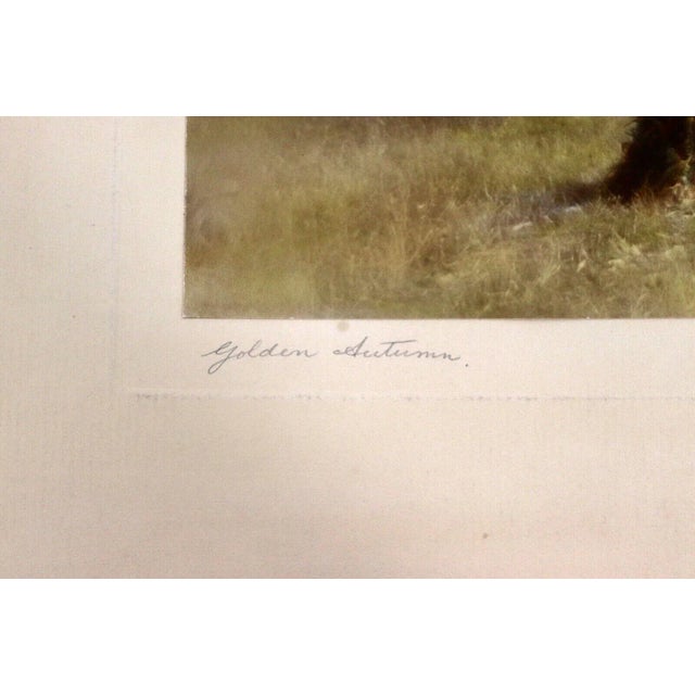Percy Murray Golden Autumn Signed Vintage Photograph For Sale - Image 4 of 6