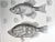 American Antique Lithograph of California Perch Fish C. 1860 For Sale - Image 3 of 6
