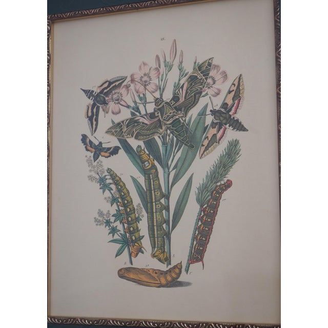 Sculpture Materials Pair Vintage Butterfly Colored Engraving Prints For Sale - Image 7 of 12