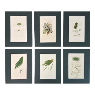 Set of 6 Antique Hand-Colored Sowerby Seaweed & Marine Algae Botanical Prints For Sale