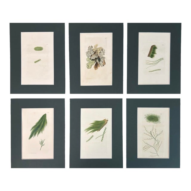 Set of 6 Antique Hand-Colored Sowerby Seaweed Prints For Sale