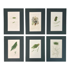 Set of 6 Antique Hand-Colored Sowerby Seaweed Prints