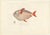 This stunning hand-colored lithograph features Le Lampris Tacheté (Lampris guttatus), known in English as the Opah or...