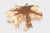 Round 36" Inch Organic Teak Root Coffee Table 28 For Sale In Greensboro - Image 6 of 6