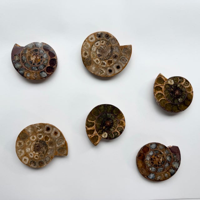 Set of Six Split and Polished Ammonite Fossils For Sale - Image 4 of 12