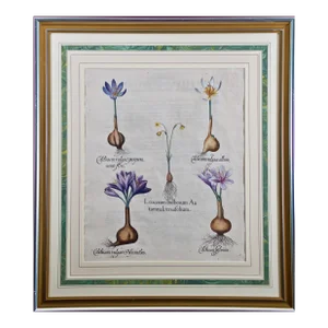 Autumn Snowflake and Meadow Saffron Flowers: A 17th C. Botanical Engraving by Basilius Besler Besler, 1613