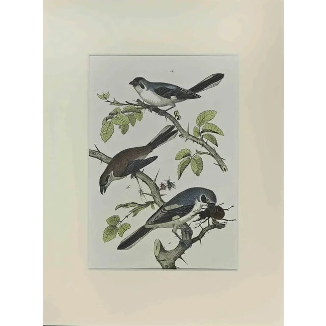 Johann Friedrich Naumann, Little Blue Birds, Etching, 1840 For Sale - Image 3 of 3