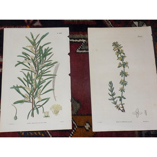 Early 19th Century Authentic Antique Early 19th Century Hand Colored Copperplate Botanical Engravings - Set of 12 For Sale - Image 5 of 7