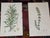 Early 19th Century Authentic Antique Early 19th Century Hand Colored Copperplate Botanical Engravings - Set of 12 For Sale - Image 5 of 7