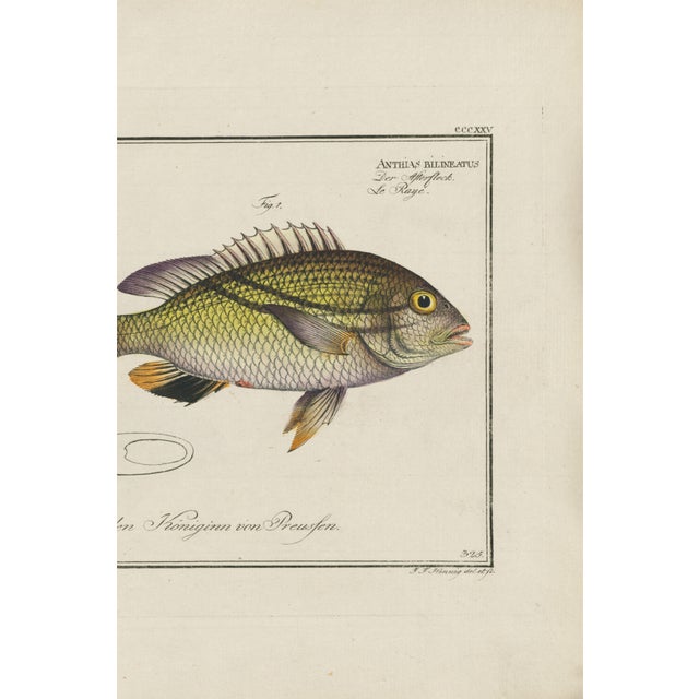 Antique Fish Study 1, Vintage Art Print Reproduction, 24" X 16" For Sale - Image 4 of 8