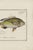 Antique Fish Study 1, Vintage Art Print Reproduction, 24" X 16" For Sale - Image 4 of 8