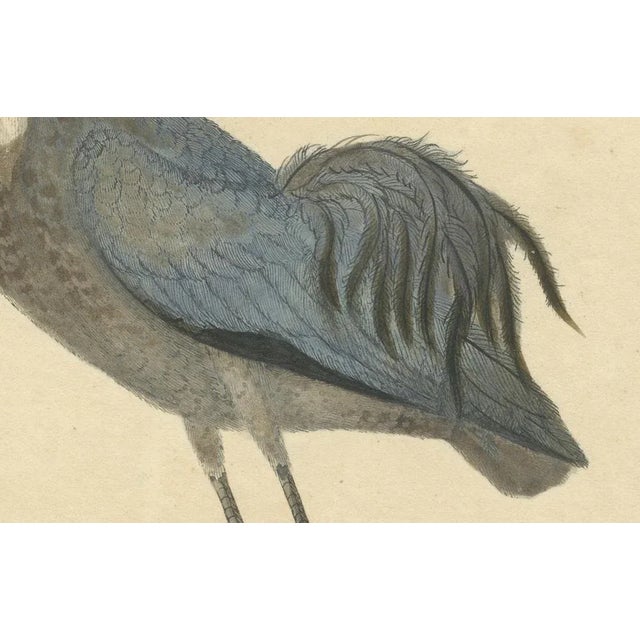 Late 18th Century William Hayes and Matilda Hayes, Crane, 1794, Hand-Colored Copperplate Engraving For Sale - Image 5 of 7