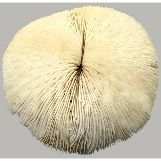 Late 20th Century Pair Natural Plate Mushroom Coral Skeleton Specimens 6" & 7" Coastal Decor For Sale - Image 5 of 7