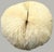 Late 20th Century Pair Natural Plate Mushroom Coral Skeleton Specimens 6" & 7" Coastal Decor For Sale - Image 5 of 7