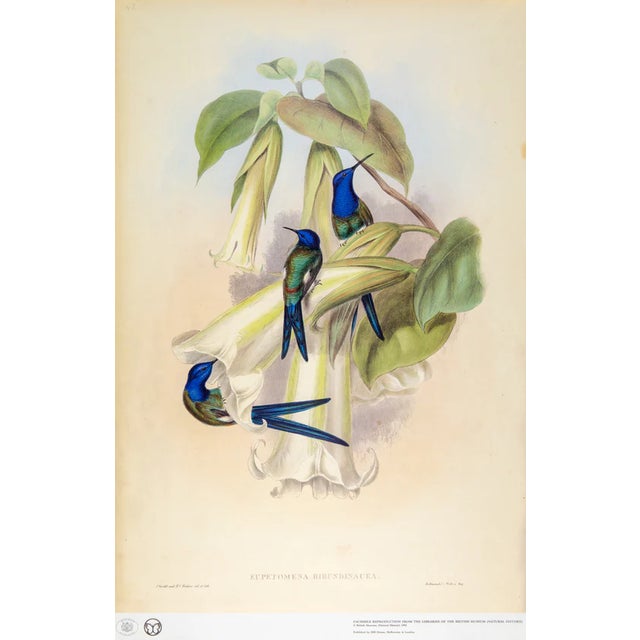 This is a special-edition facsimile of the Swallow-Tail Hummingbird or Eupetomena Hirundinacea (Plate 42) from Volume II...