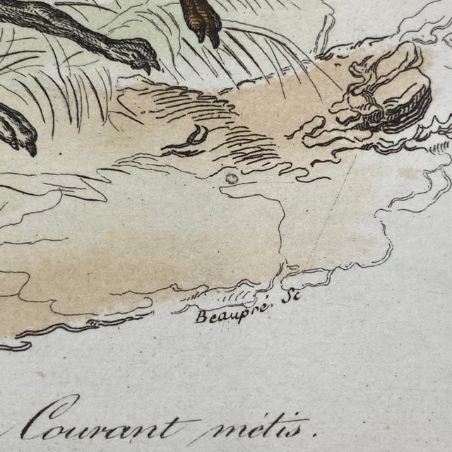 French Antique 18th Century "Le Grand Danois" Dog Engraving Hand Colored Signed Artwork For Sale - Image 9 of 12