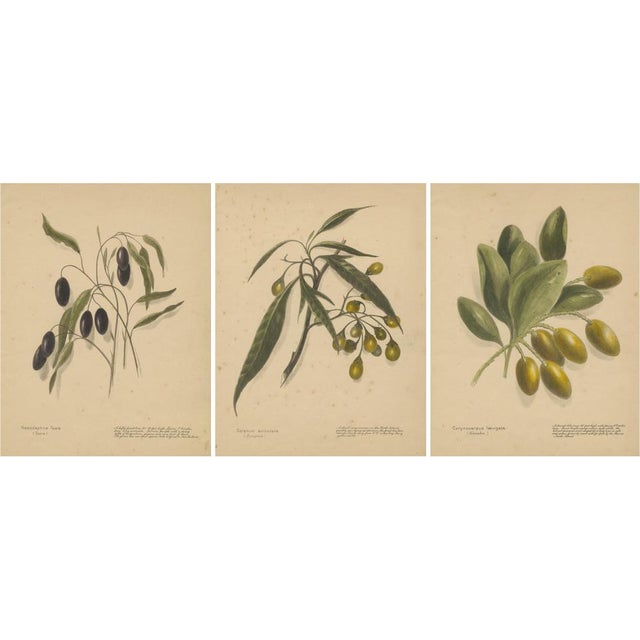 Harris, New Zealand Botanical Fruit Studies, 1890, Lithographs, Set of 3 For Sale