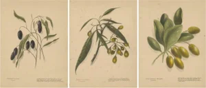 Harris, New Zealand Botanical Fruit Studies, 1890, Lithographs, Set of 3