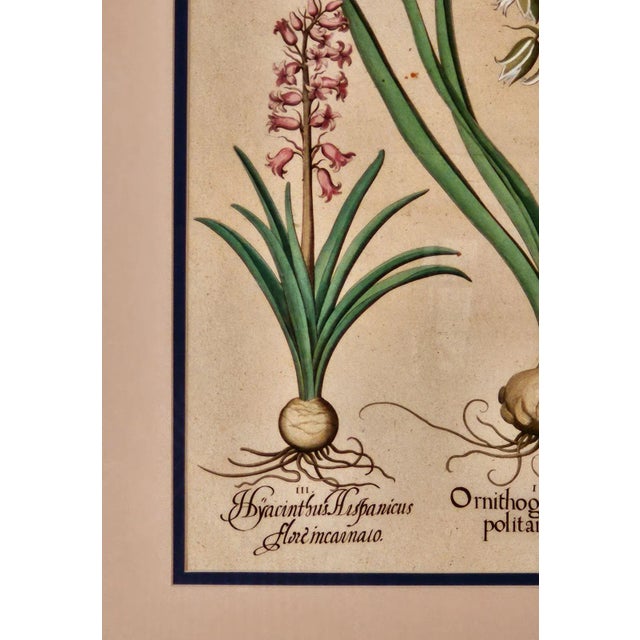 Transitional Basilius Besler, Page From "Hortus Eystettensis" (1613) For Sale - Image 3 of 5