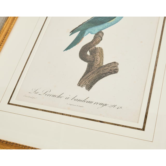 Beige Pair Jacques Barraband Hand Colored Ornithological Bird Prints For Sale - Image 8 of 17