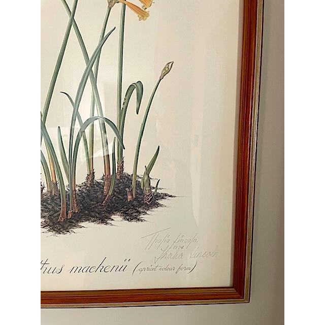Vintage Botanical Prints-Framed Series of 4 by Artist Thalia Lincoln For Sale - Image 9 of 12